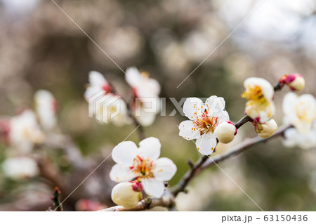 堤梅団地の梅の花 宮城大河原 堤梅団地の梅の花 宮城大河原 63150436