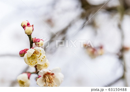 堤梅団地の梅の花 宮城大河原 堤梅団地の梅の花 宮城大河原 63150488