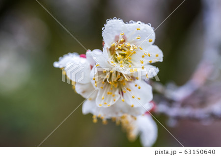 堤梅団地の梅の花 宮城大河原 堤梅団地の梅の花 宮城大河原 63150640