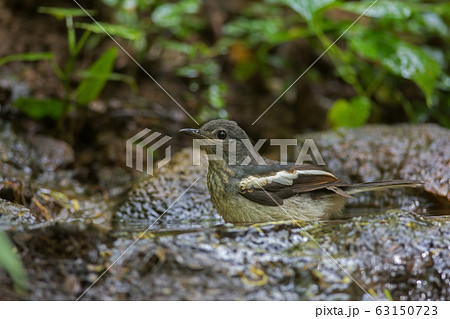 White-rumped Shama standing on a branch 63150723