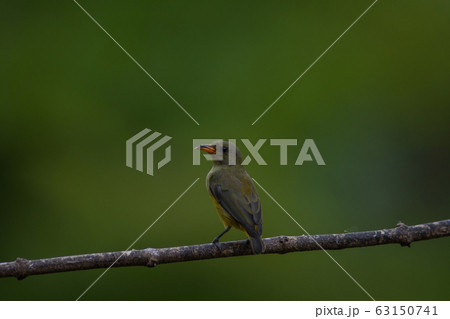colorful bird Orange-bellied Flowerpecker 63150741