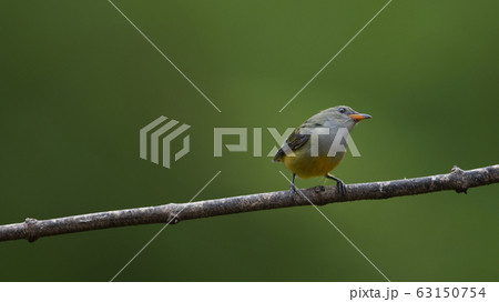 colorful bird Orange-bellied Flowerpecker 63150754