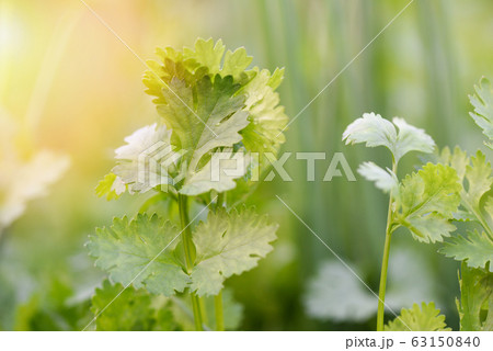 Close up of coriander leaf planting growing in pot Close up of coriander leaf planting growing in pot 63150840