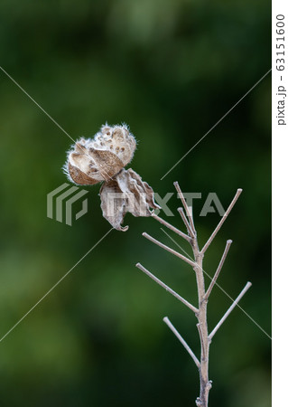 枯芙蓉 枯芙蓉 63151600