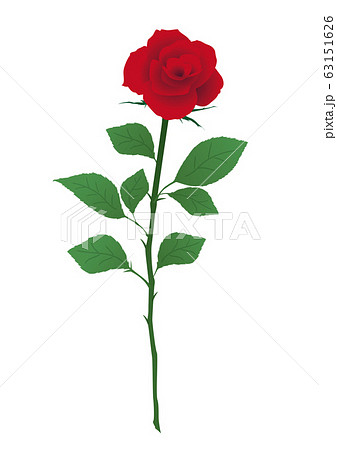 赤い薔薇 一輪の赤いバラのイラスト素材