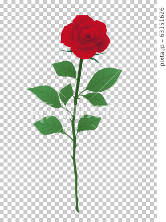 赤い薔薇 一輪の赤いバラのイラスト素材