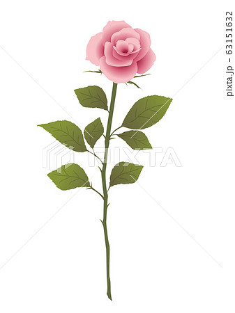 ピンクの薔薇 一輪のピンクのバラのイラスト素材