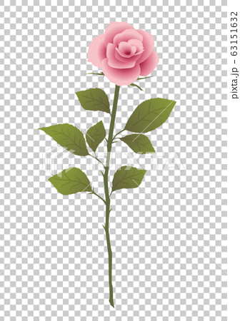 ピンクの薔薇 一輪のピンクのバラのイラスト素材