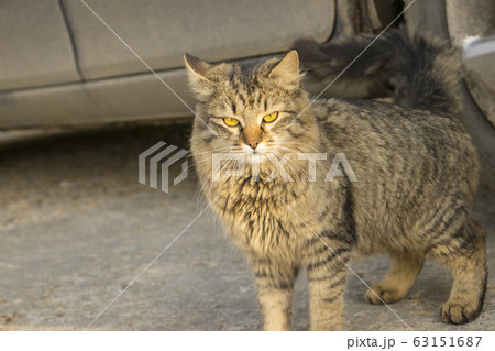 A brown cat. A brown cat. 63151687