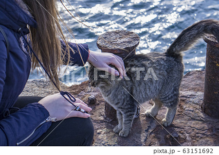 A brown cat. A brown cat. 63151692