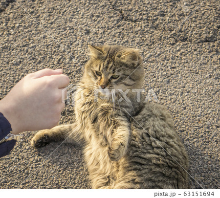 A brown cat.		 63151694