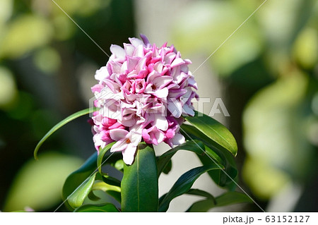 沈丁花 沈丁花 63152127