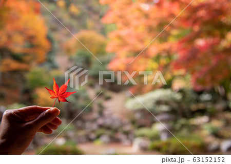 滋賀県 米原市 清瀧寺徳源院の紅葉のお庭 赤い紅葉の葉 滋賀県 米原市 清瀧寺徳源院の紅葉のお庭 赤い紅葉の葉 63152152
