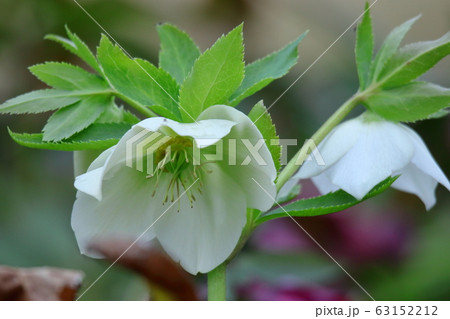 冬の貴婦人 63152212