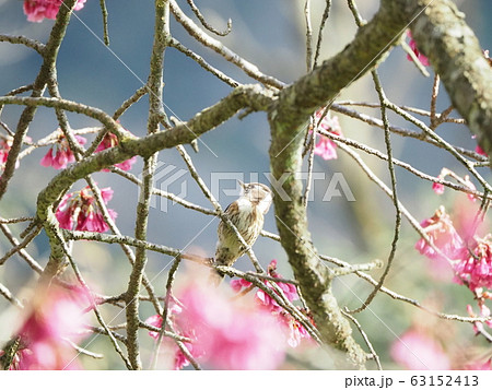 コゲラ・寒緋桜 コゲラ・寒緋桜 63152413