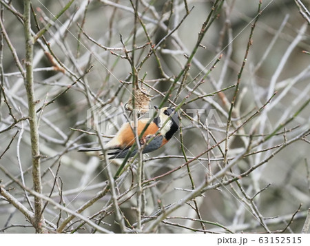 ヤマガラ・カマキリの卵 ヤマガラ・カマキリの卵 63152515