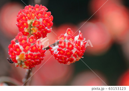 和紙の原料 和紙の原料 63153123