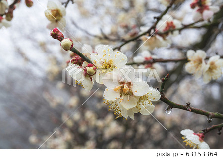 堤梅団地の白梅と雫　宮城県大河原町 63153364