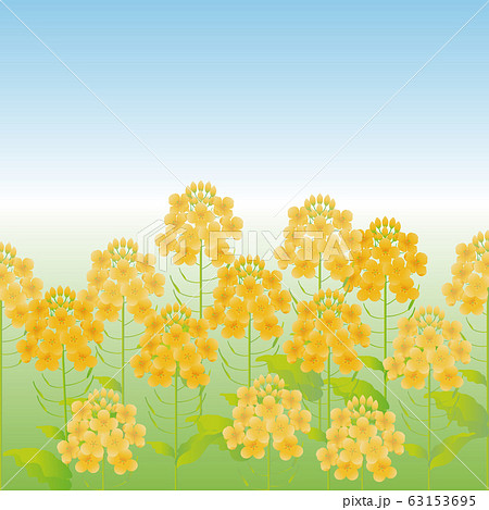菜の花 アブラナ なのはな 春 花 風景 背景 コピースペースのイラスト素材