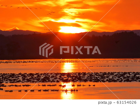 伊豆沼の朝 伊豆沼の朝 63154026