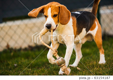 Happy beagle dog running with flying ears towards Happy beagle dog running with flying ears towards 63154187