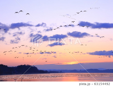 伊豆沼の朝 伊豆沼の朝 63154492