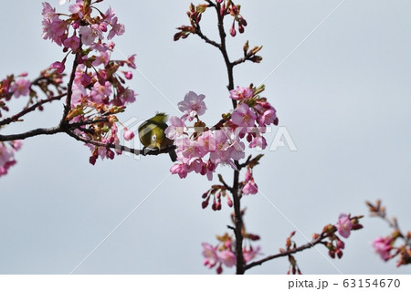 満開の河津さくら&メジロ:桜並木:保谷川 満開の河津さくら&メジロ:桜並木:保谷川 63154670