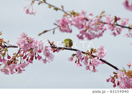 満開の河津さくら＆メジロ：桜並木：保谷川 63154940