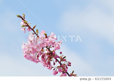 満開の河津さくら:桜並木:保谷川 満開の河津さくら:桜並木:保谷川 63155004