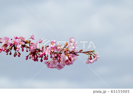 満開の河津さくら:桜並木:保谷川 満開の河津さくら:桜並木:保谷川 63155005
