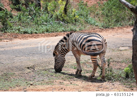 シマウマ シマウマ 63155124