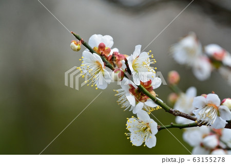 梅の花 63155278