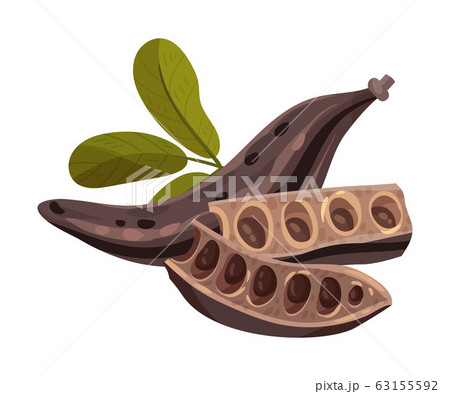 Carob Pod with Seeds Inside Isolated on White Background Vector Illustration 63155592