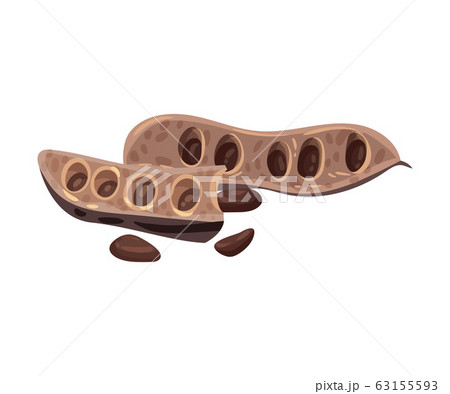 Carob Pod with Seeds Inside Isolated on White Background Vector Illustration 63155593