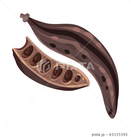 Carob Pod with Seeds Inside Isolated on White Background Vector Illustration 63155595