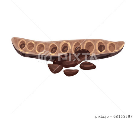 Carob Pod with Seeds Inside Isolated on White Background Vector Illustration 63155597
