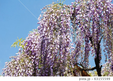 青空と藤の花 63155599