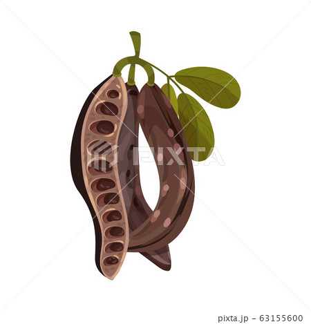 Carob Pods Hanging on Tree Branch Inside Isolated on White Background Vector Illustration 63155600