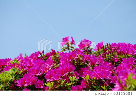 青空と赤紫のツツジの花 63155601