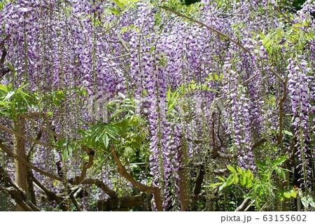 満開の藤の花 満開の藤の花 63155602
