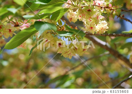 御衣黄桜の花 63155603