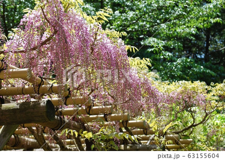 満開のピンク色の藤の花 63155604