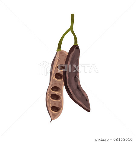 Carob Pod with Seeds Inside Isolated on White Background Vector Illustration 63155610