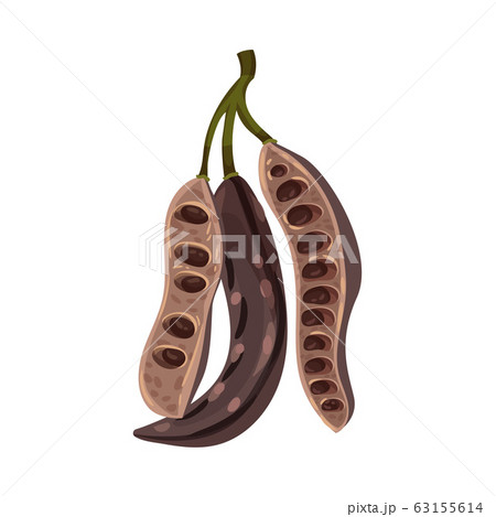 Carob Pod with Seeds Inside Isolated on White Background Vector Illustration 63155614