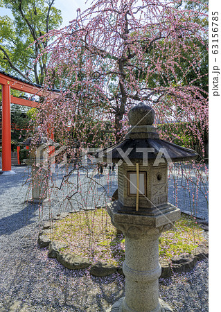 城南宮　梅　椿 63156785