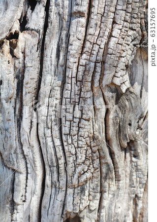 White mulberry 63157695