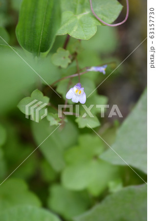 Kenilworth Ivy 63157730