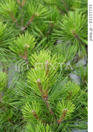 Pierrick Bregeon Black pine 63157733
