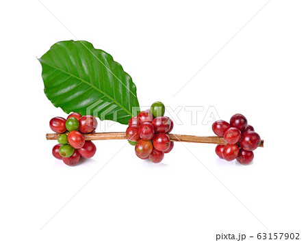 coffee beans isolated on white coffee beans isolated on white 63157902