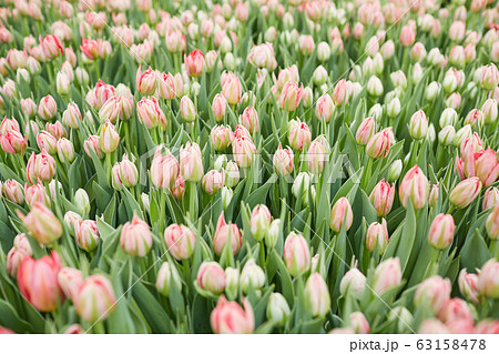 Beautiful Tulips in Flower Plantation Beautiful Tulips in Flower Plantation 63158478